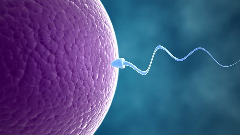 Оплодотворенная яйцеклетка: как это происходит